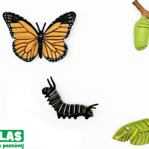 C - Figurka Motýl Monarcha stěhovavý 4 vývojové fáze 8 cm